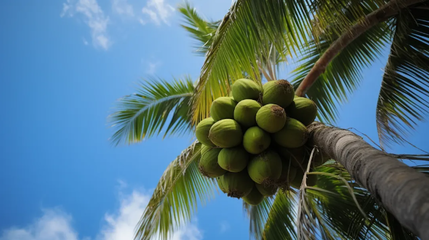 品味椰香，健康相伴——椰子食品消費(fèi)提示